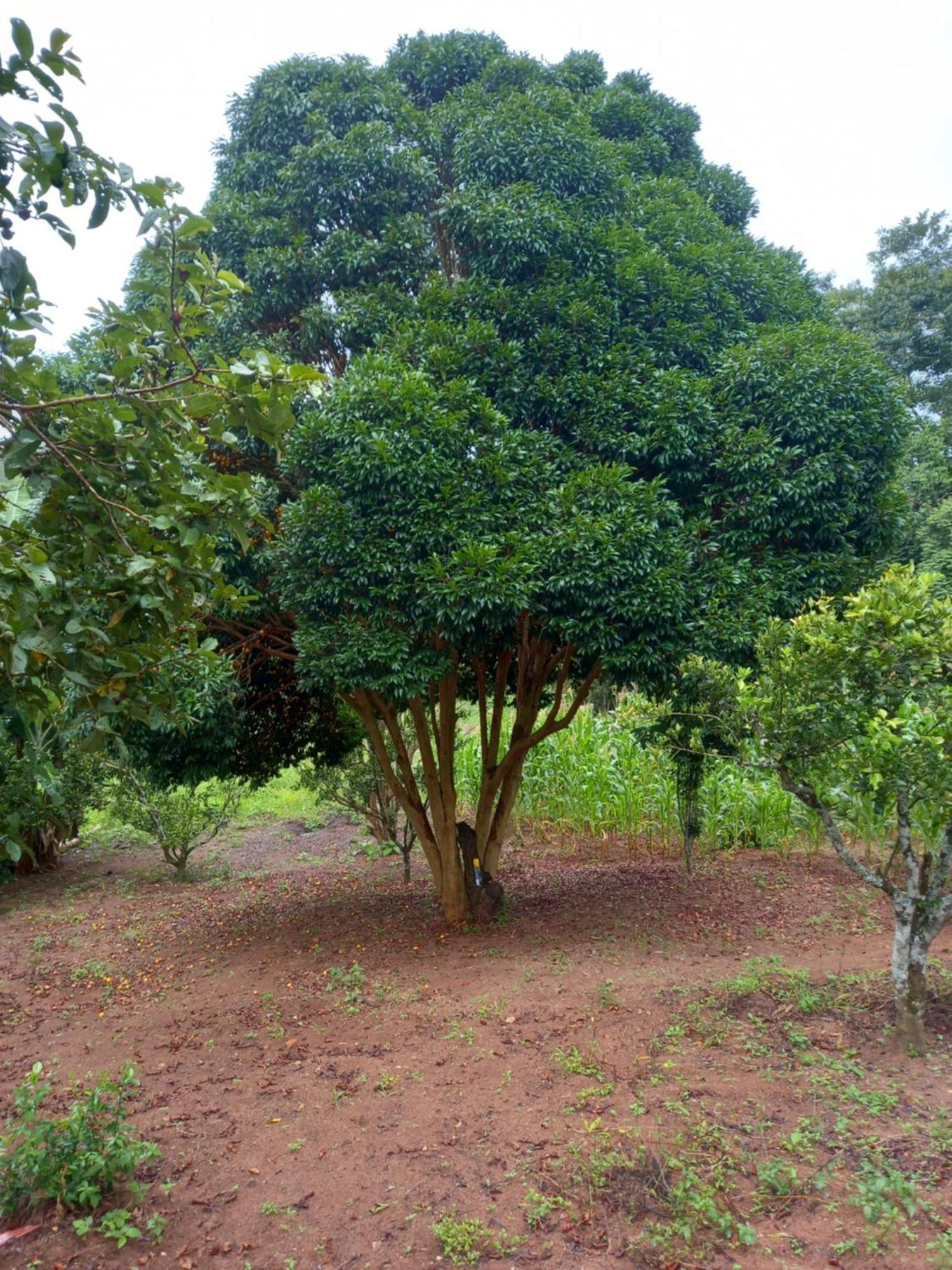 Pousada La Na Roca Paraisópolis Esterno foto